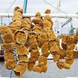 Natural sea sponges drying outdoors in the sun in Tarpon Springs, Florida.