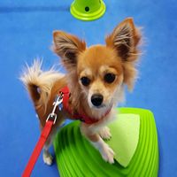 Ridley at dog school
