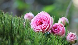 Beautiful fragrant pink roses
